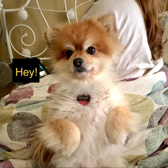 Meet your Posher, Julie - Picture 4 of 5